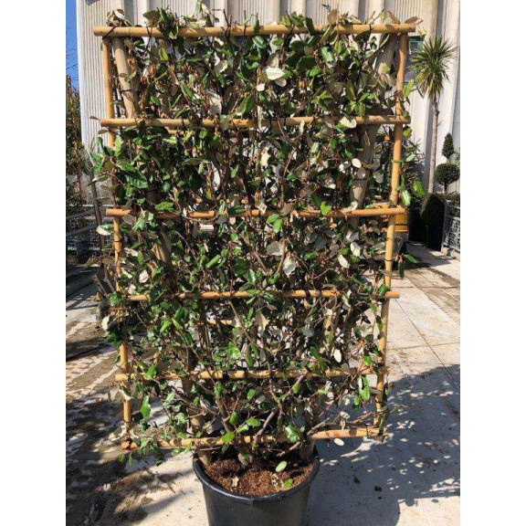 ESPALIER: ELAEAGNUS X EBBINGEI 150x100 Clt.