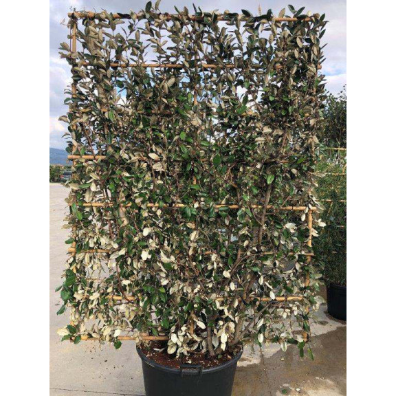 ESPALIER: ELAEAGNUS X EBBINGEI 200x150