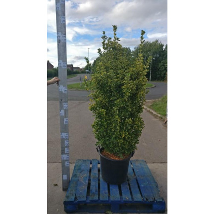 Euonymus japonicus 'Aureus' 180cm/6ft including pot height