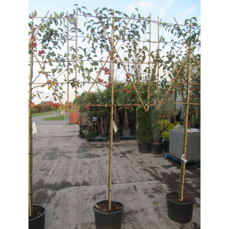 Malus ''Evereste'' (Crab Apple) espalier ltd quan in container 1.8m stem 1.2m high x 1.2m wide Pleached