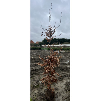 Fagus Sylvatica (Beech) Hedging 175-200 Rootball - LIMITED QUANTITY