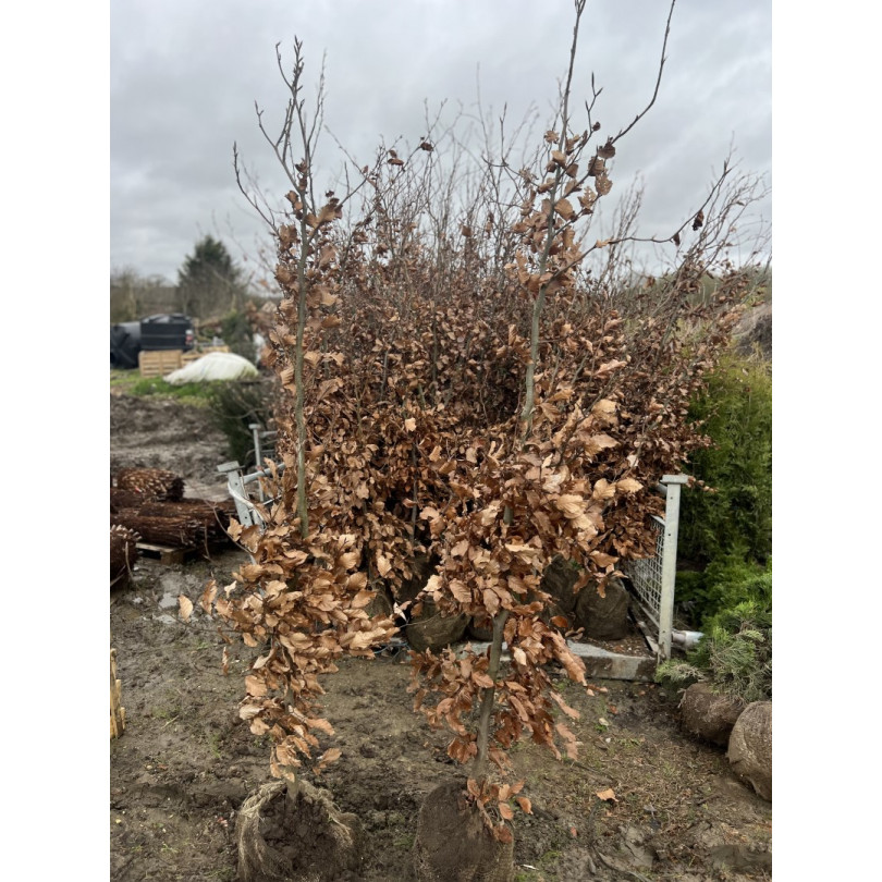 Fagus Sylvatica (Beech) Hedging 175-200 Rootball - LIMITED QUANTITY