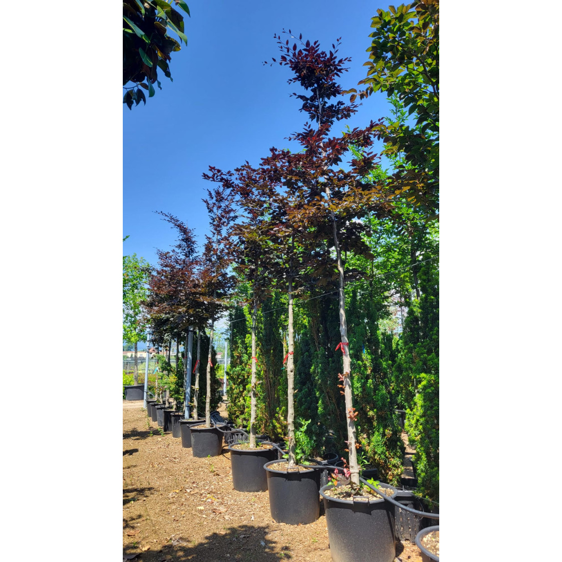 Fagus Sylvatica Purpurea, 14-16cm Girth, RB