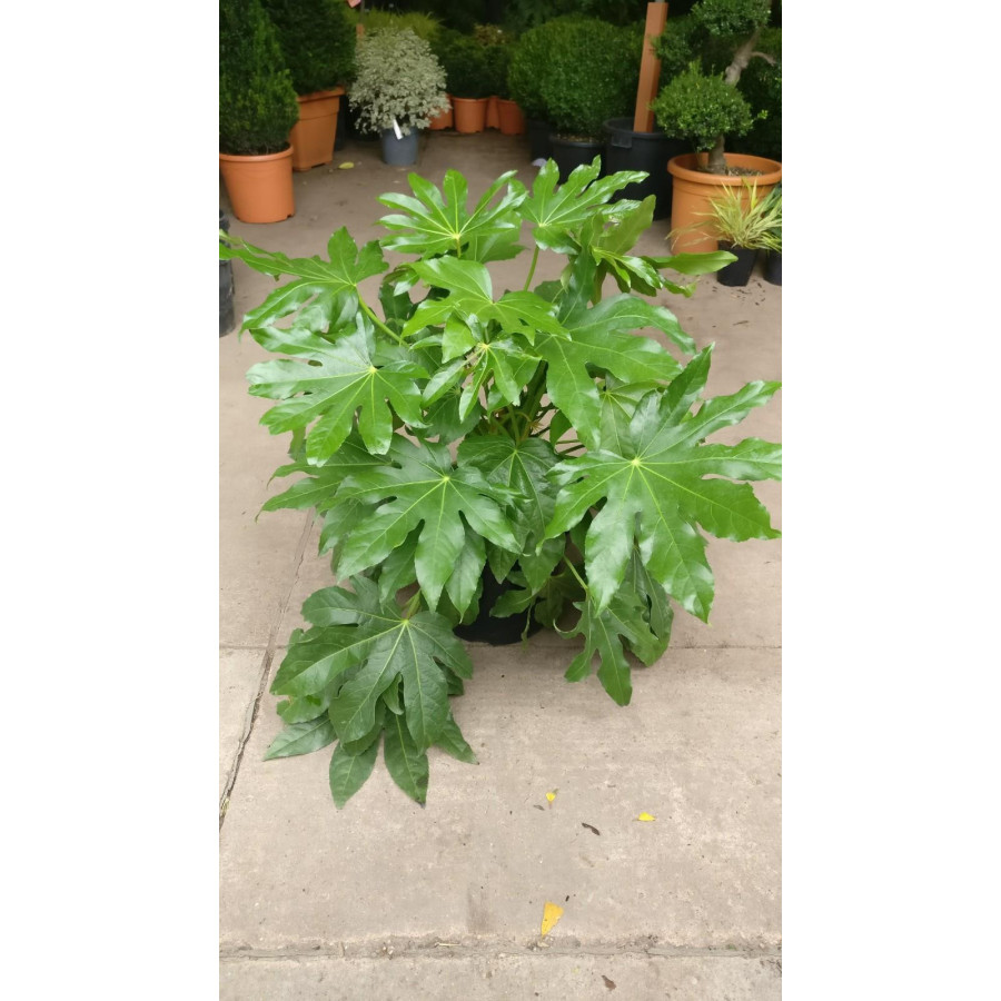 Fatsia Japonica in 10L pot