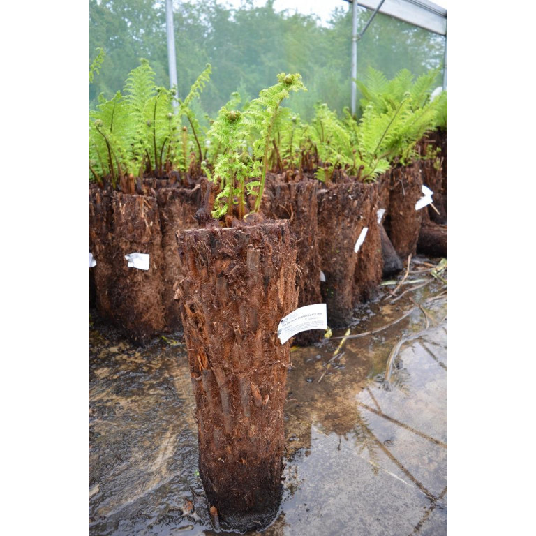 SPECIAL OFFER - WAS £147- Tree Fern  Dicksonia Antarctica 2ft - TAKING ORDERS FOR LATE MAY