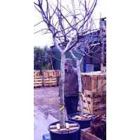 Fig standard 7 - 8ft  inc pot height