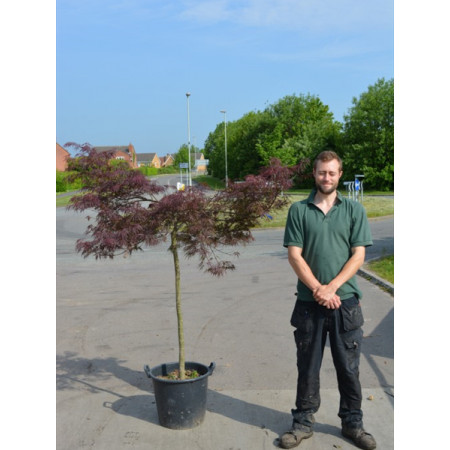 Acer Palmatum Disectum Garnet Japanese Maple 170cm high including height of pot (stem 80-100cm)