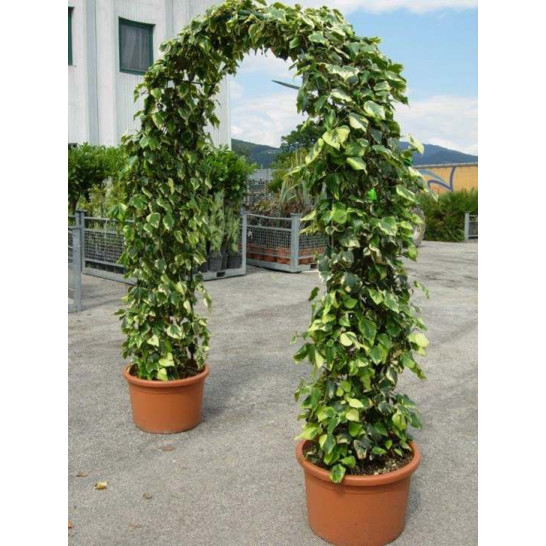 TOP: ARCH DOUBLE (HEDERA COLC. DENT. VARIEGATA) 250 40 cm Wide