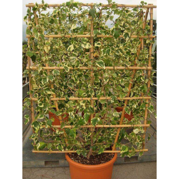 ESPALIER: HEDERA COL. SULPHUR HEART 200x150