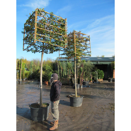 Hornbeam Carpinus Betulus 2 metre clear stem 18/20cm girth) 80 x 80 x 80cm cube