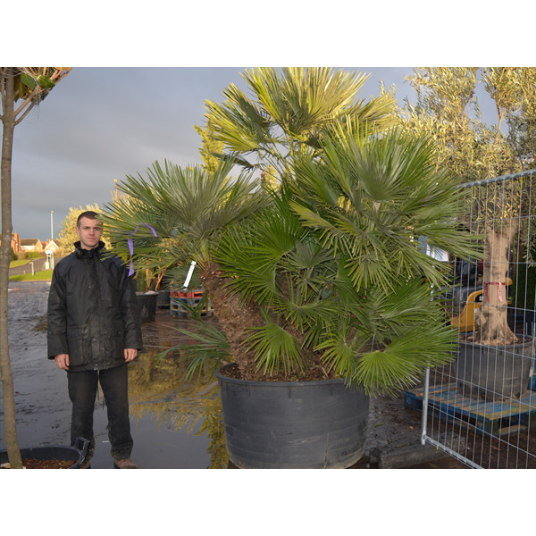 Chamaerops Humilis Fan Palm 300cm / 10ft including pot height - CLT 500