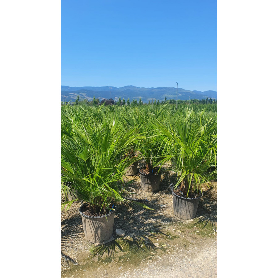 Chamaerops Humilis Fan Palm 120cm / 4ft including pot height