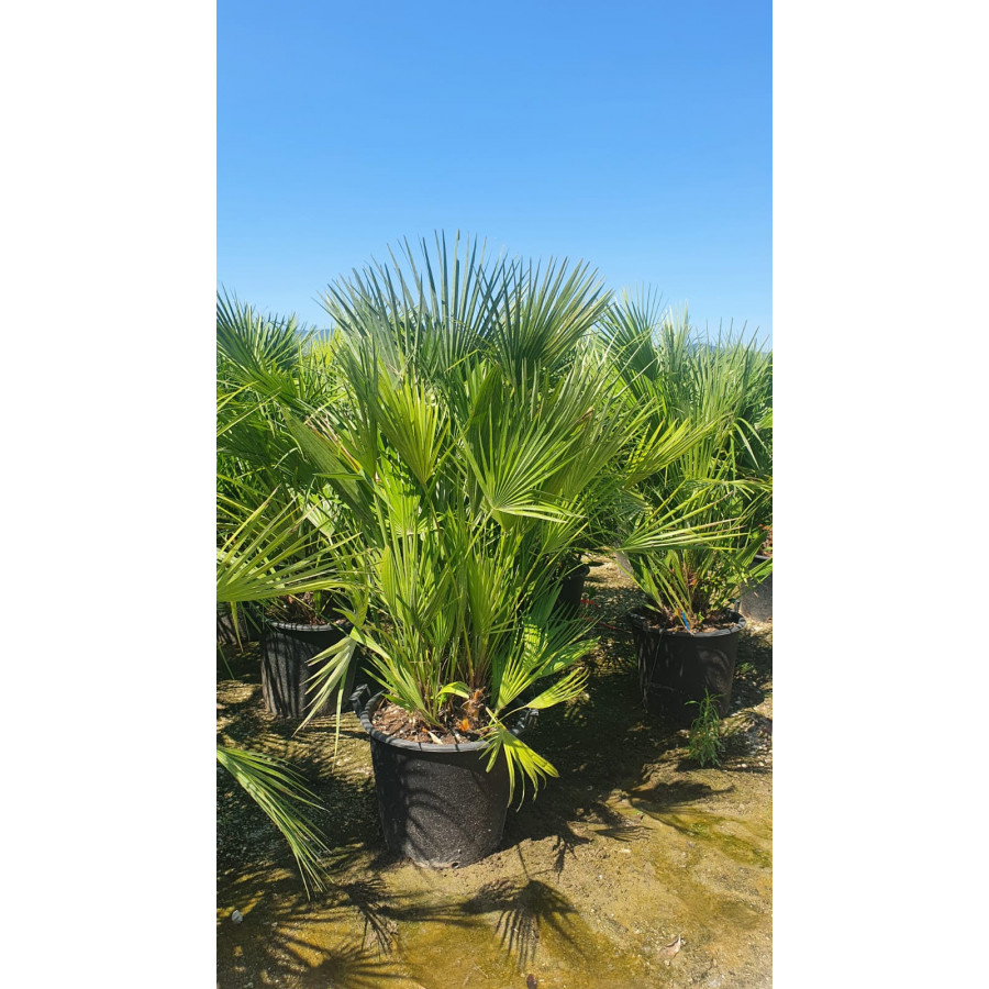 Chamaerops Humilis Fan Palm 150cm - 5ft including pot height
