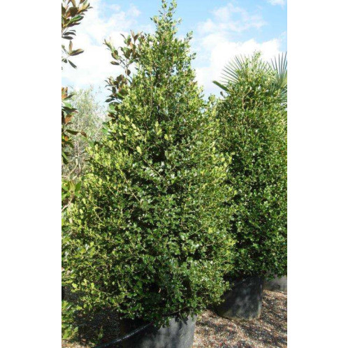 ILEX AQUIFOLIUM 200/250 Cone Extra Clt.90/110