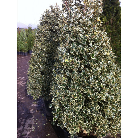 Ilex aquifolium 'Variegata' (variegated Holly) 200cm/7ft including pot height
