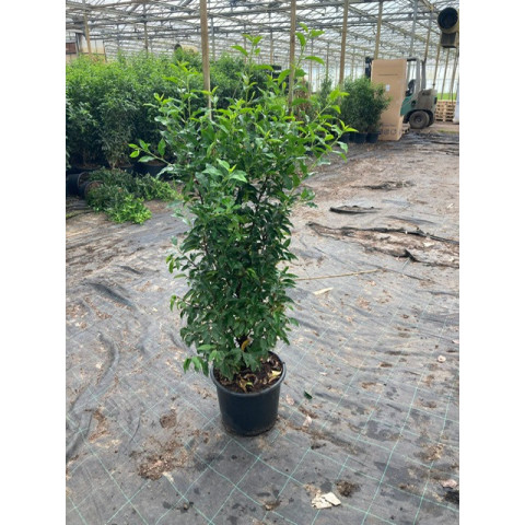 Prunus Lusitanica Angustifolia, 125/150cm, 15L