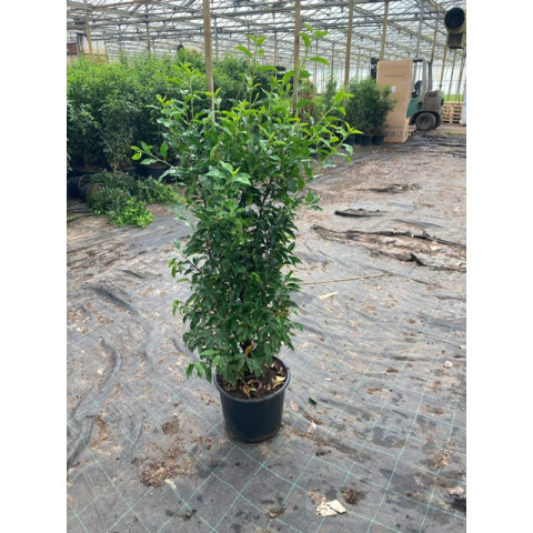 Prunus Lusitanica Hedging, 120/140cm Potted