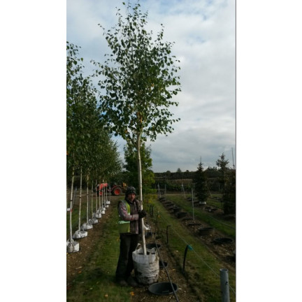 Silver Birch Single stem Betula Jacquemontii 12/14 girth  14ft including pot height