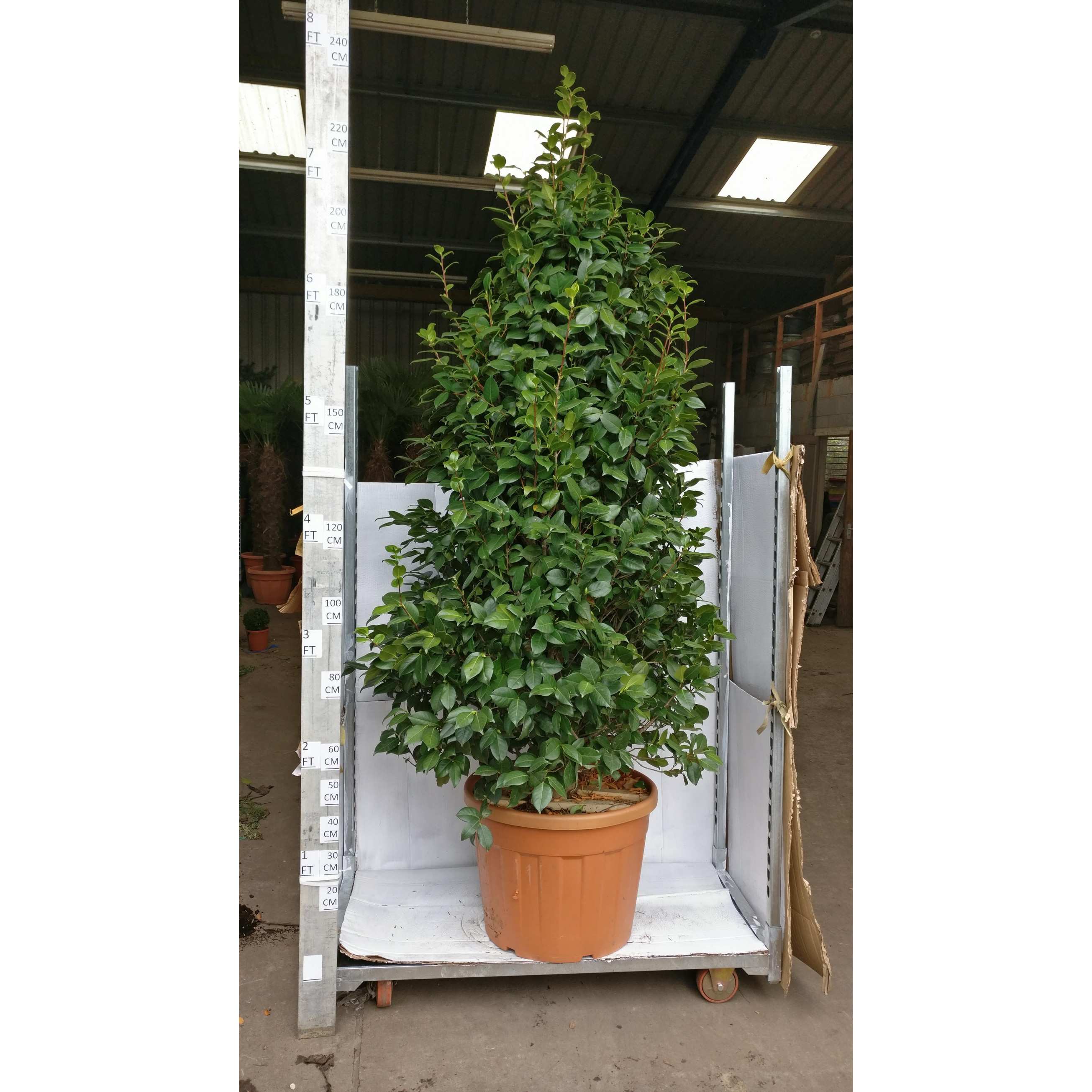 Camelia Japonica Large 8ft/240cm high including height of pot