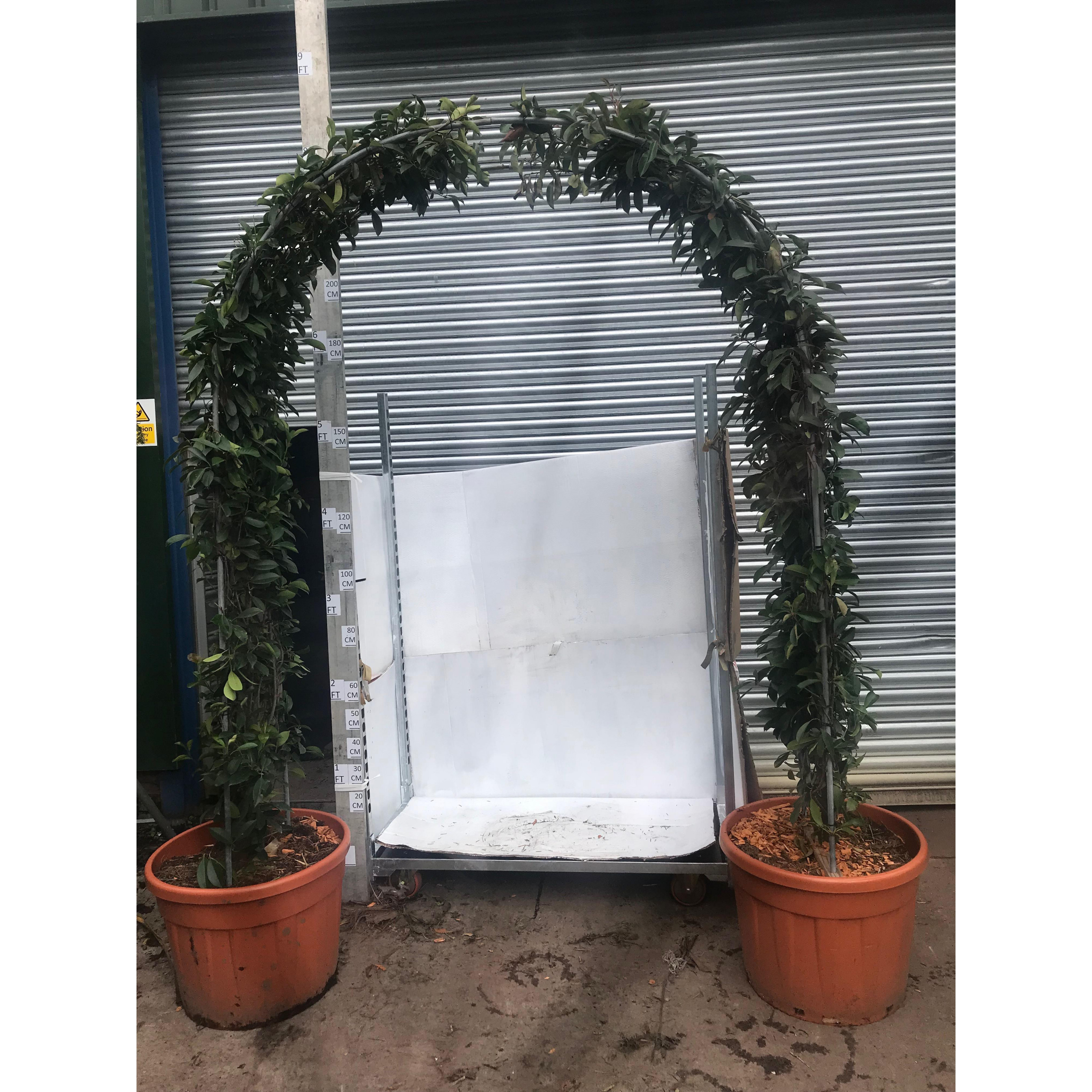 Trachelospermum Jasminoides (Star Jasmine) Arch 250cm / 8ft 3in tall, 40cm wide