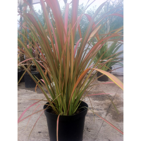 Phormium Jester 10lt pot 70cm including pot