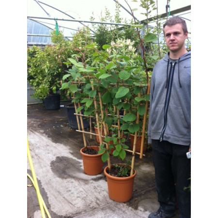 Kiwi 4ft Trellis