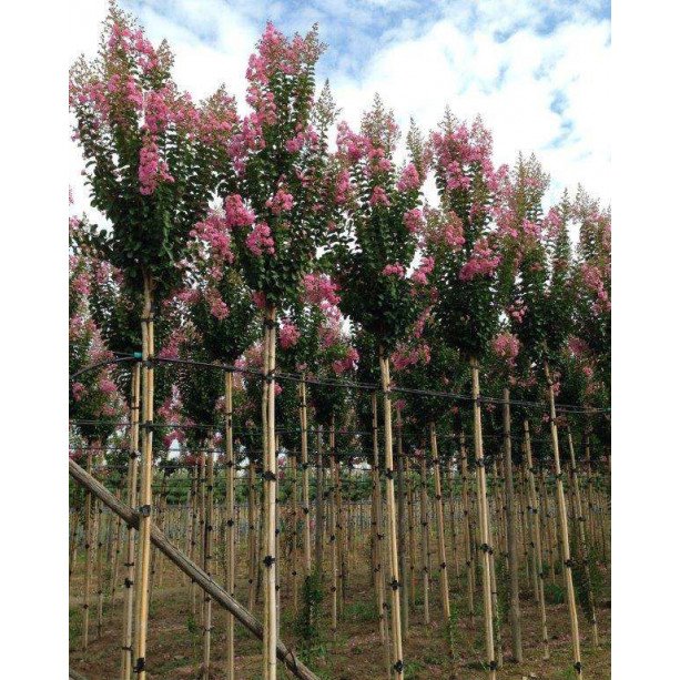 LAGERSTROEMIA INDICA (in variety) Std. C.10/12 Clt.35/40