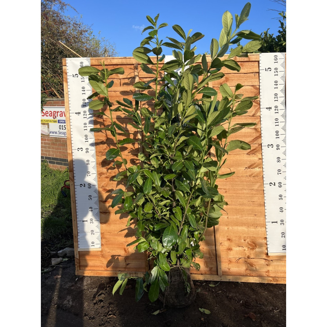Cherry Laurel Hedging Rootball 1.5-1.8m (5-6ft) - TAKING ORDERS FOR AUTUMN 2025