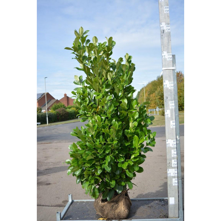 Cherry Laurel Hedging Rootball 1.8-2m (6-6ft 6in) - LOWER PRICE FOR QTY FOR LTD TIME