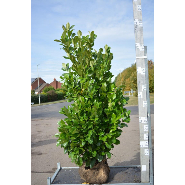 Cherry Laurel Hedging Rootball 1.8-2m (6-6ft 6in) - TAKING ORDERS FOR AUTUMN 2025