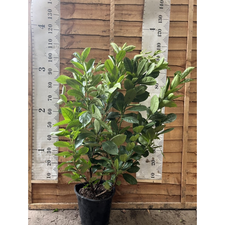Laurel (Prunus Laurocerasus Rotundifolia) 100-120cm in 7.5lt pot