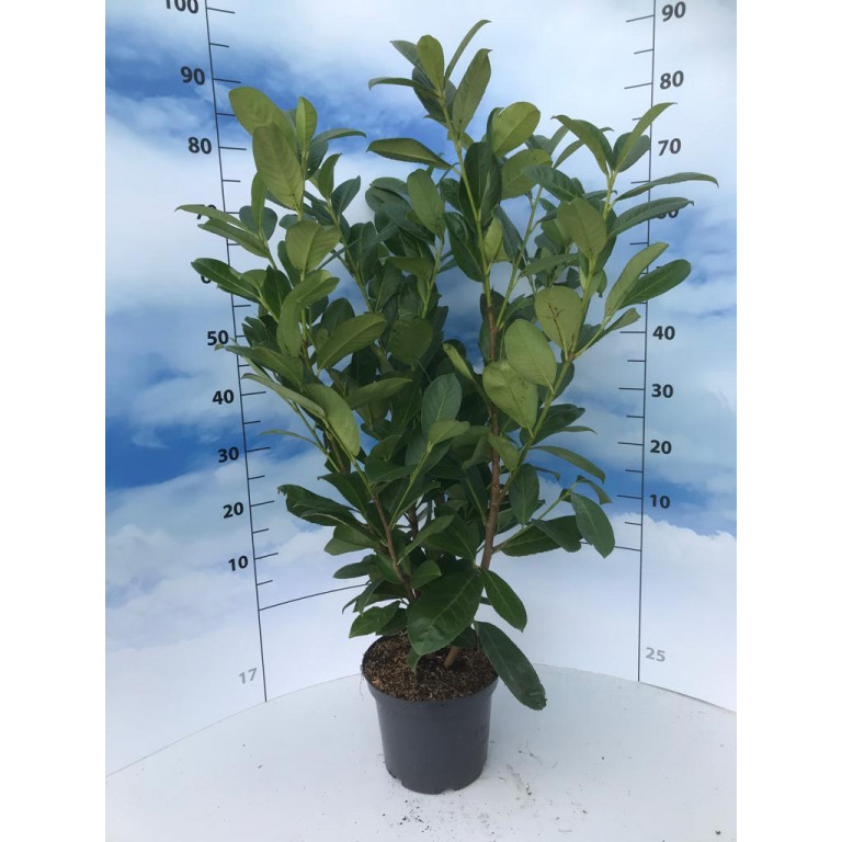 Laurel (Prunus Laurocerasus Rotundifolia POT GROWN 80-100cm 5lt