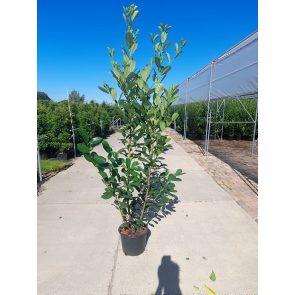 Laurel (Prunus Laurocerasus rotundifolia POTTED 2-2.25m - 20 Litre