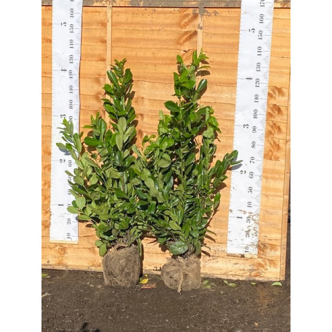 Cherry Laurel Hedging Rootball 1-1.2m (3-4ft) - TAKING ORDERS FOR AUTUMN 2025