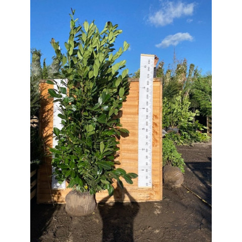 Cherry Laurel Hedging Rootball 2-2.5m (6ft 6in-7ft 4in) - SOLD OUT UNTIL AUTUMN 2024