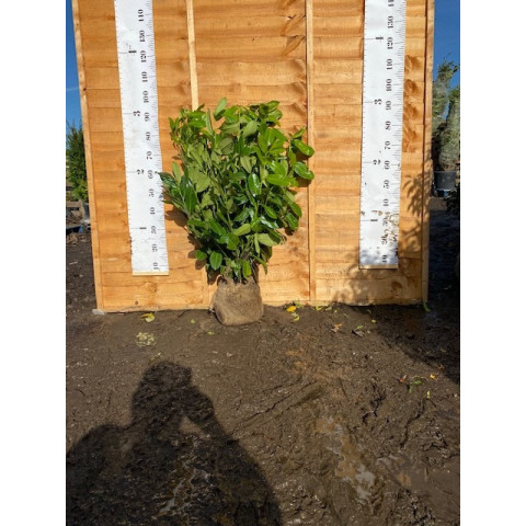 Cherry Laurel Hedging Rootball 80-100cm (2ft 6in-3ft) - TAKING ORDERS FOR AUTUMN 2025