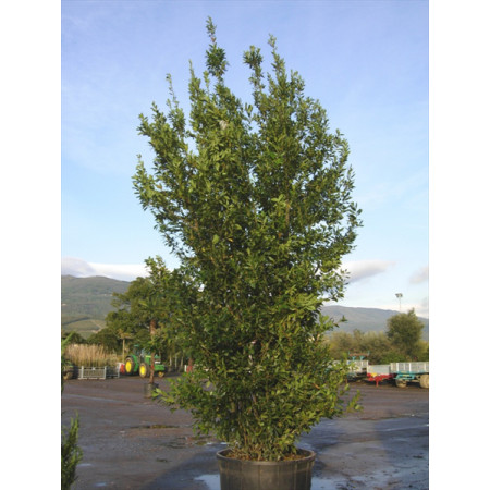 Bay Tree (bush)  Laurus Nobilis massive 400-450cm / 13-15ft including pot height