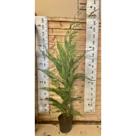Leylandii Green 150cm 5ft Planted Height in 7lt Pot