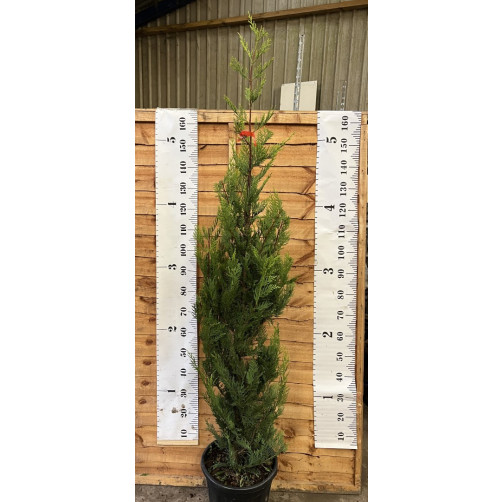 Leylandii Castlewellyn Gold  150-180cm (5 - 6ft) high planted height - 15 litre pot