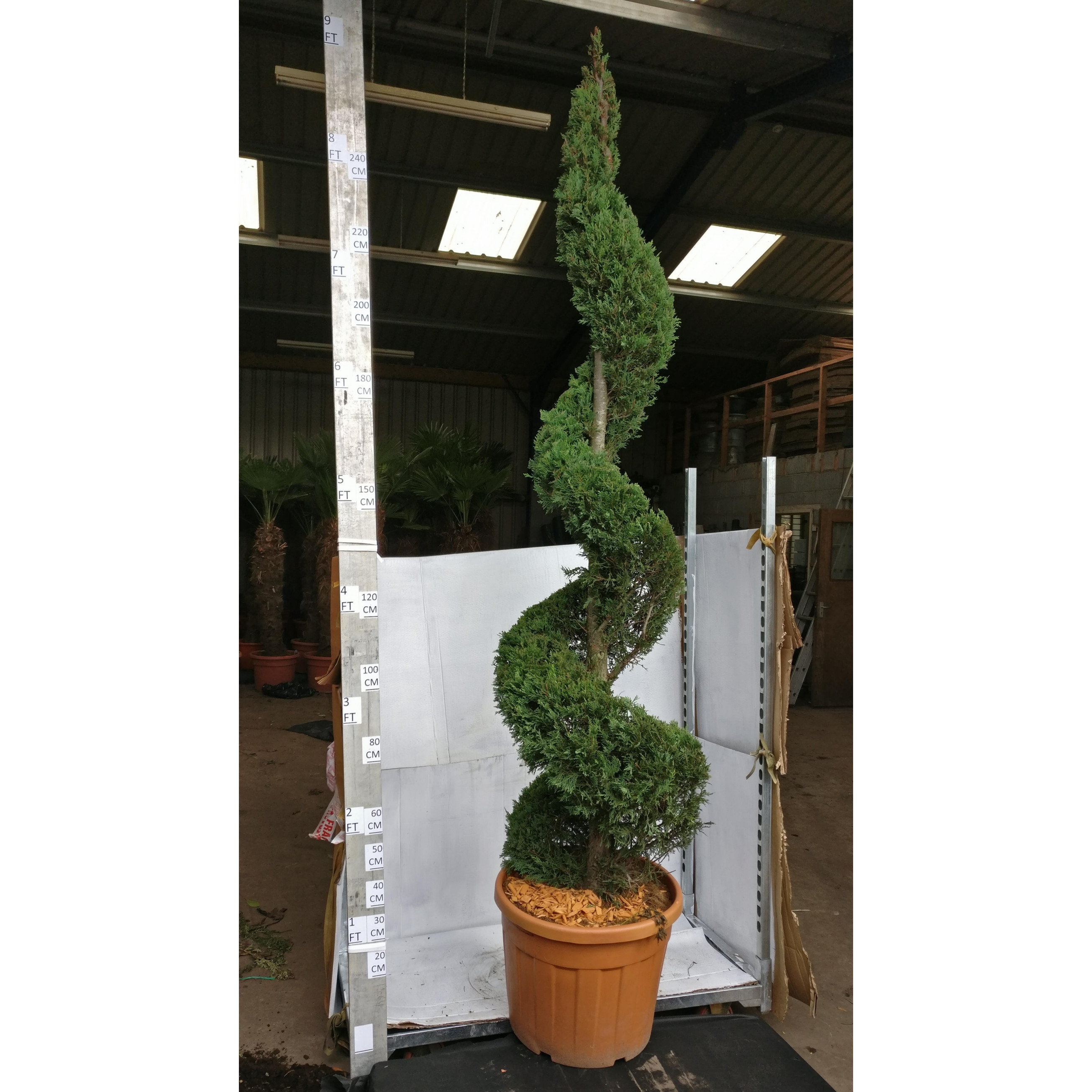 Golden Leylandii Spiral 8ft 6in/250cm tall including height of the pot
