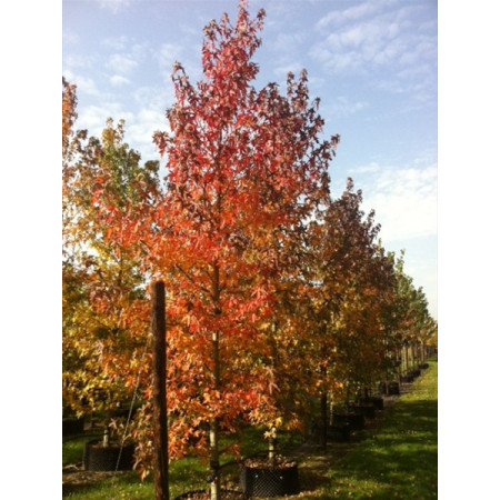 Liquidambar styrac. 'Worplesdon' 20/25 girth 5 meters 17 feet