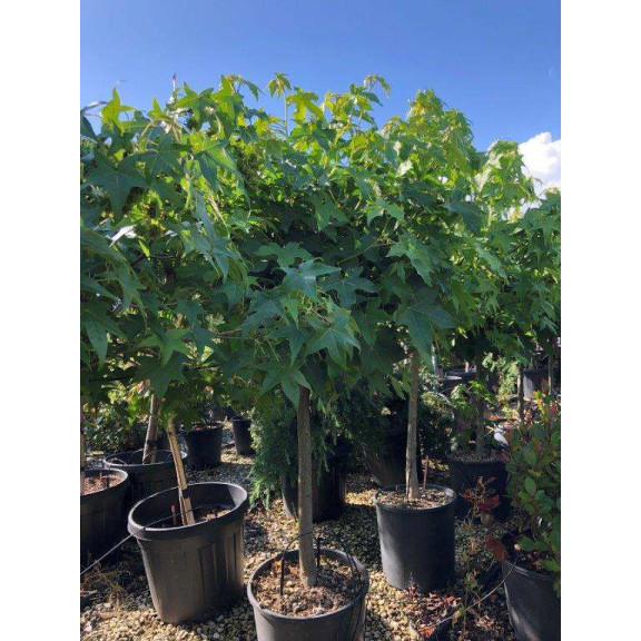 LIQUIDAMBAR STYRACIFLUA "GUM BALL" 1/4 Std. D.50/60 Clt.15/18