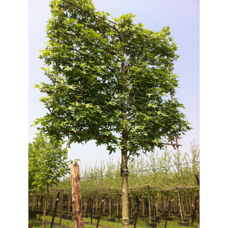 Liquidambar styrac. Pleached 2m stem, 20/25 girth, 1.8 x 1.8 trellis frame