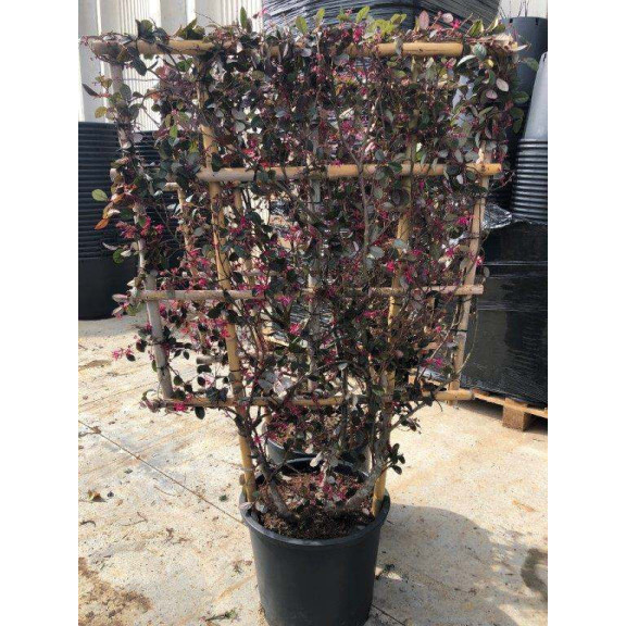 ESPALIER: LOROPETALUM BLACK PEARL 120x85