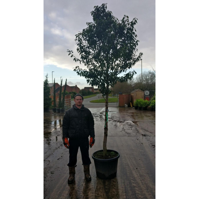 Prunus lusitanica 'Angustifolia' 16-18cm girth total planted height 3 Meters (STEM 1,6-1.8M) ,large standard