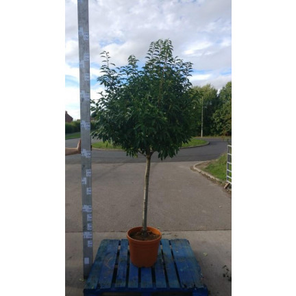 Prunus Lusitanica ball on stem (180-210cm / 6-7ft including pot height, head dia 40-50cm)