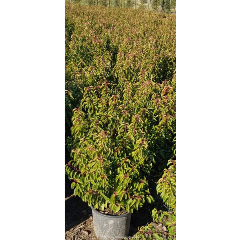 Hedging Prunus Lusitanica 100-120cm 7.5L