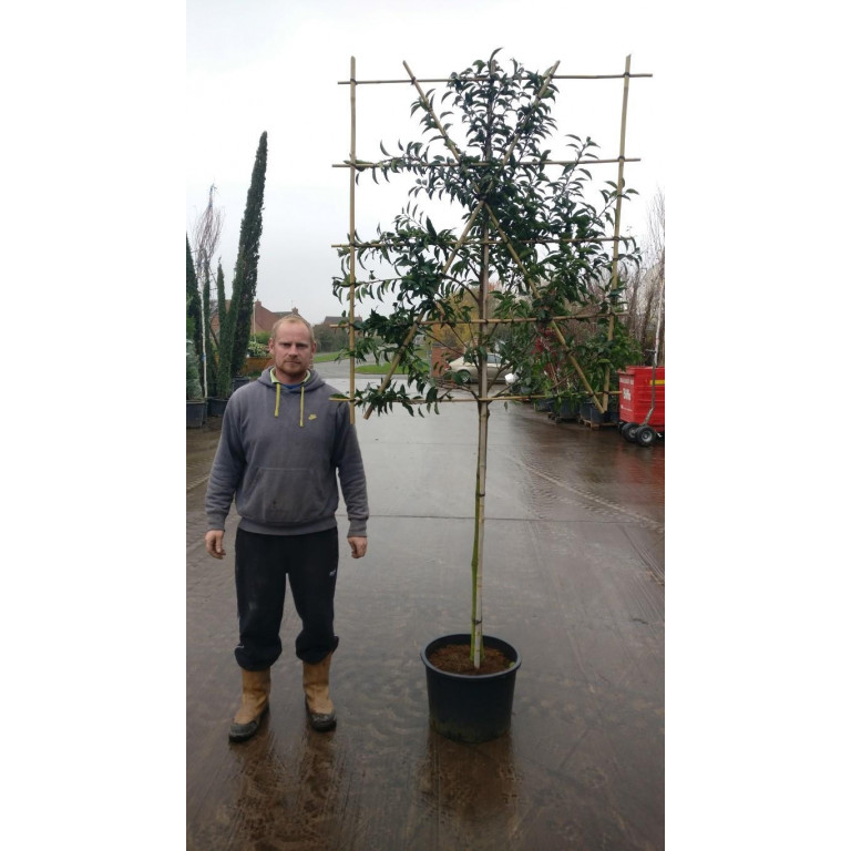 Portuguese Laurel Pleached ''Prunus Lusitanica'' 1.2m stem (10-12cm girth) 120cm high x 120cm wide trellis
