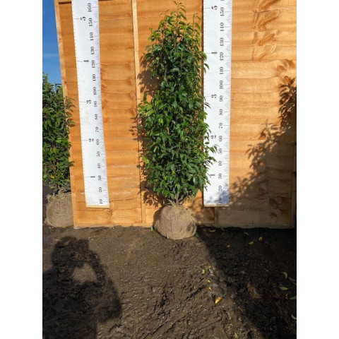 Hedging Prunus Lusitanica rootballed 120 - 150cm plant height - TAKING ORDERS FOR AUTUMN 2025