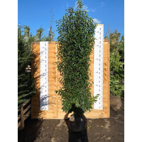 Hedging Prunus Lusitanica rootballed 200 - 225cm plant height